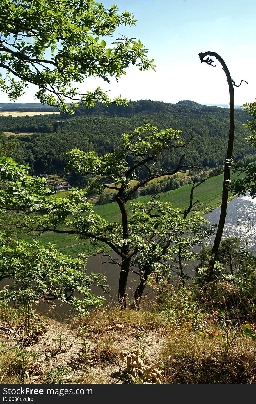 Trees in Swiss Saxony (Elba Germany)