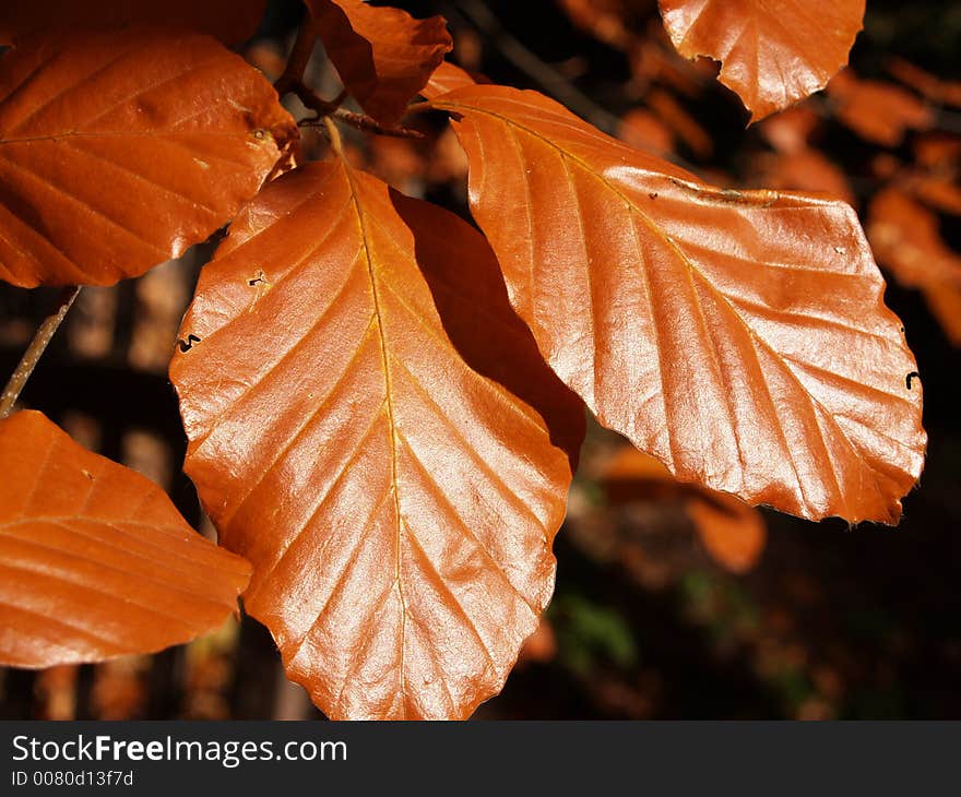 Branch brown leafs. Sunny fall. Branch brown leafs. Sunny fall