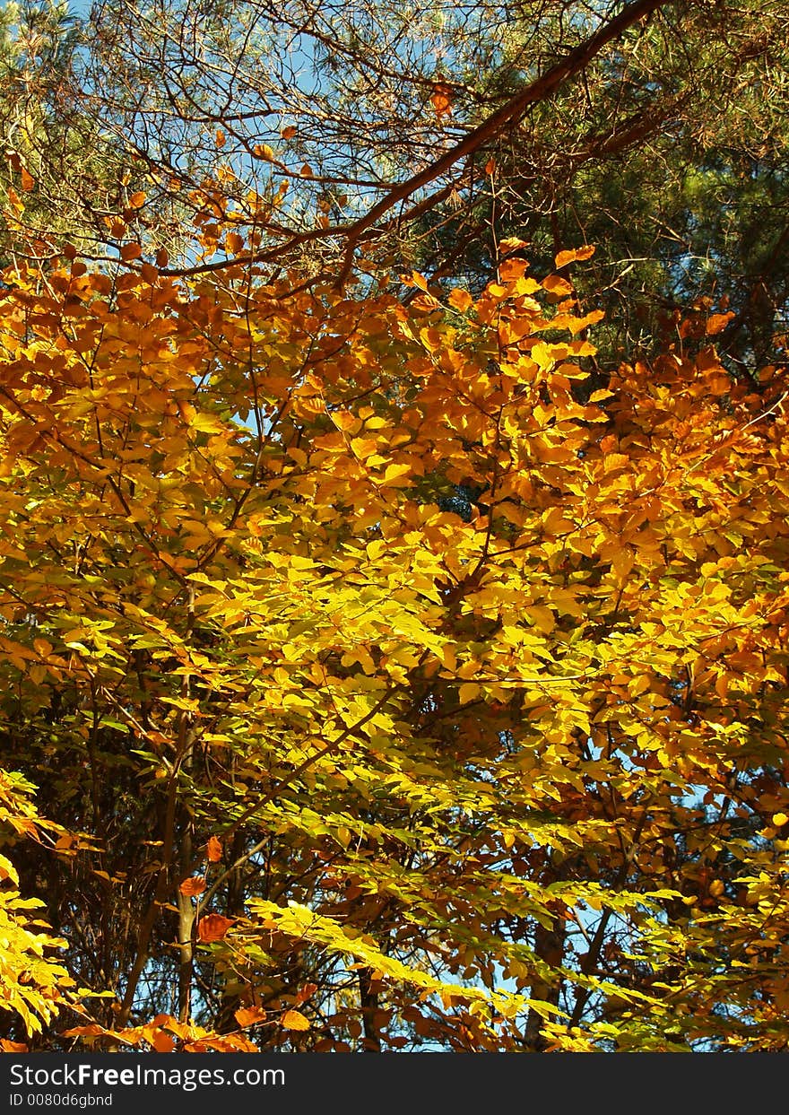 Branch full of color leafs, pine. Branch full of color leafs, pine