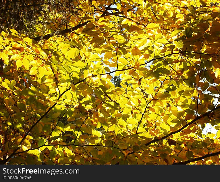 Branch full of color leafs. Branch full of color leafs