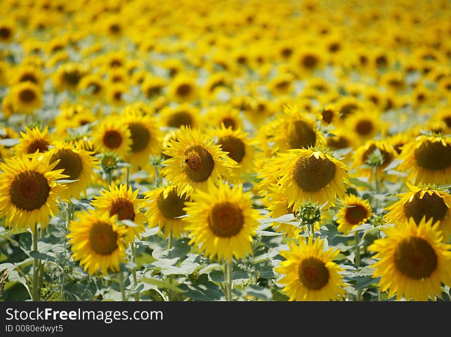 Field of beautiful sunflowers and blue sky. Field of beautiful sunflowers and blue sky