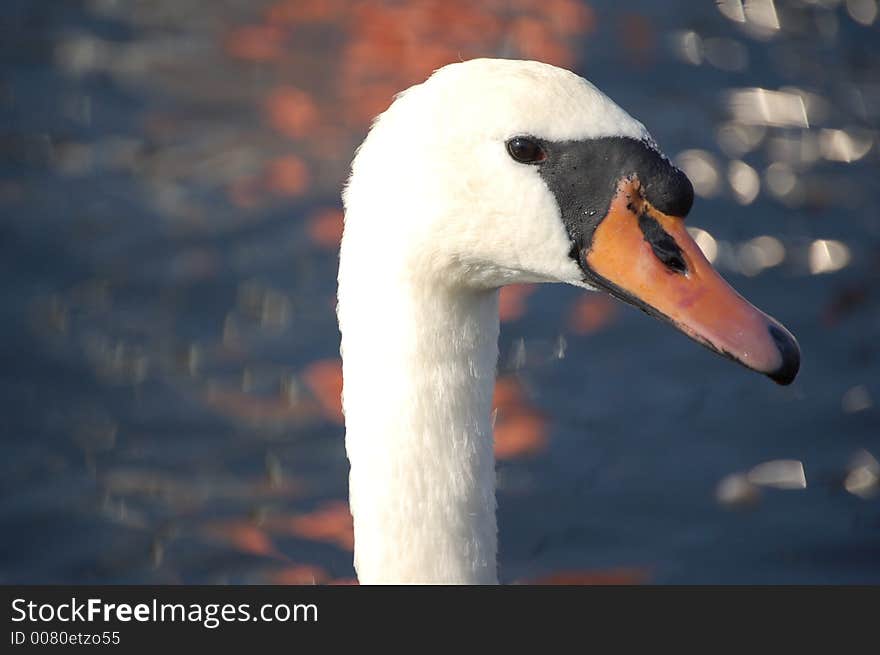 Swan in the water in Mazury. Swan in the water in Mazury