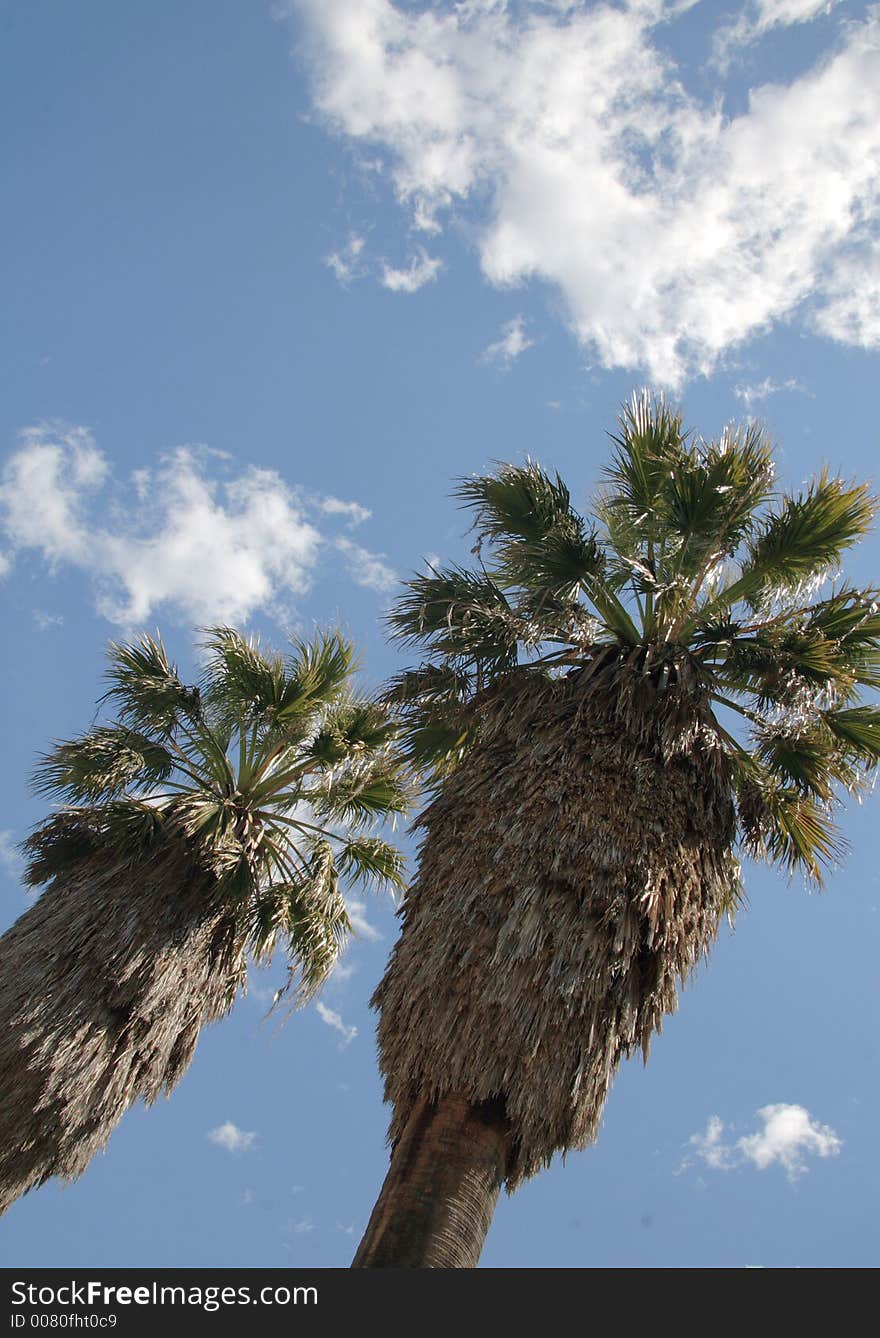 Palm trees photographed in upwards perspective. Palm trees photographed in upwards perspective