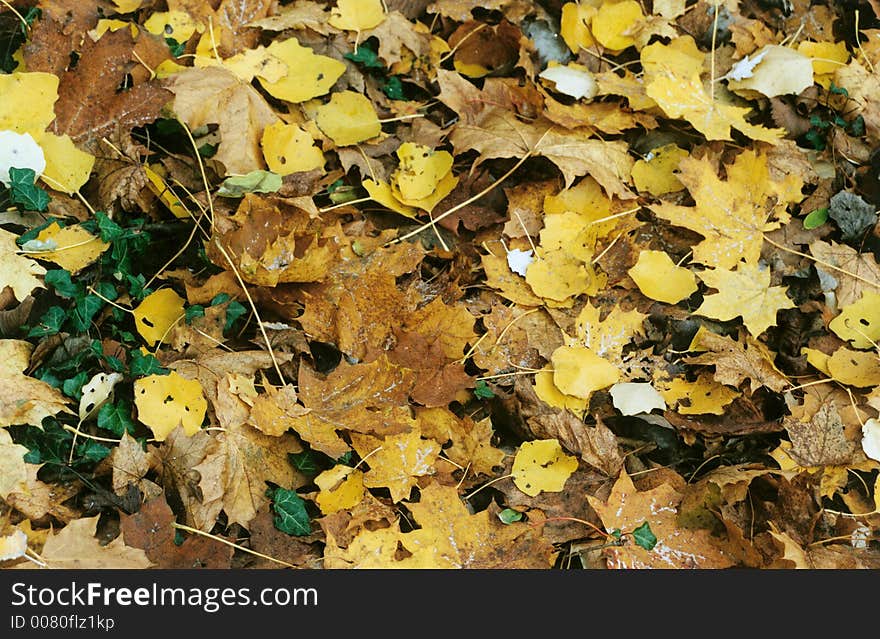 Yellow leaves fallen at a park. Germany 2004. Yellow leaves fallen at a park. Germany 2004