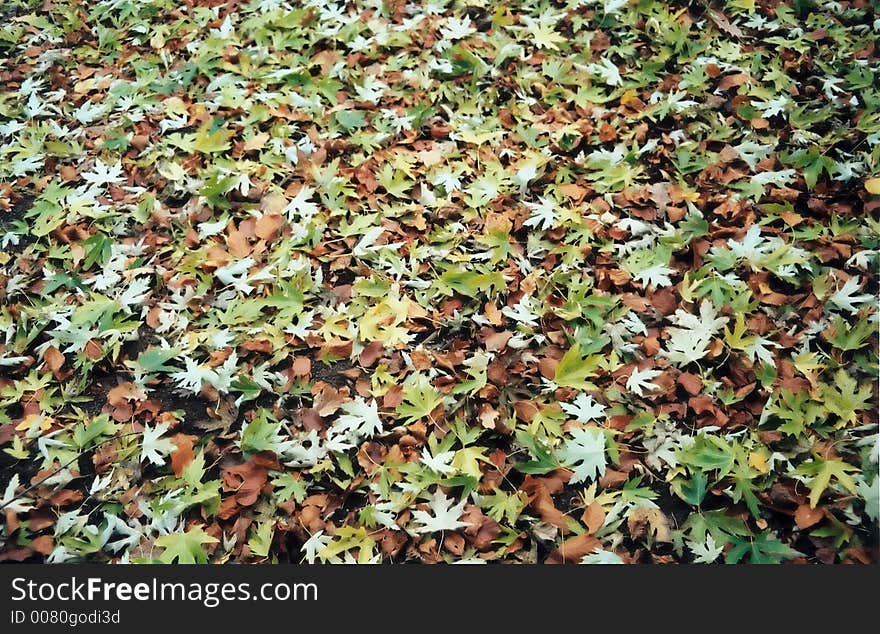 Leaves fallen at a park. Germany 2004. Leaves fallen at a park. Germany 2004