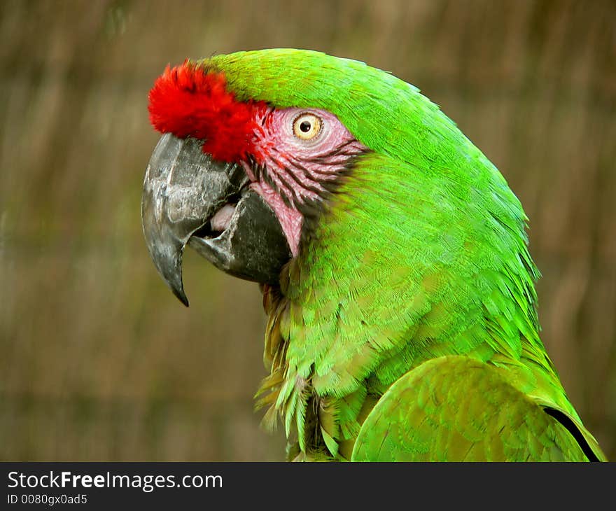 Close up of macaw face. Close up of macaw face