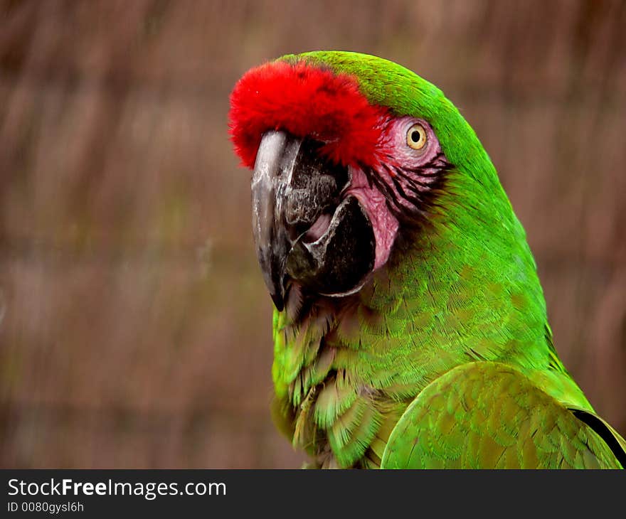 Close up of green macaw, looking at camera. Close up of green macaw, looking at camera