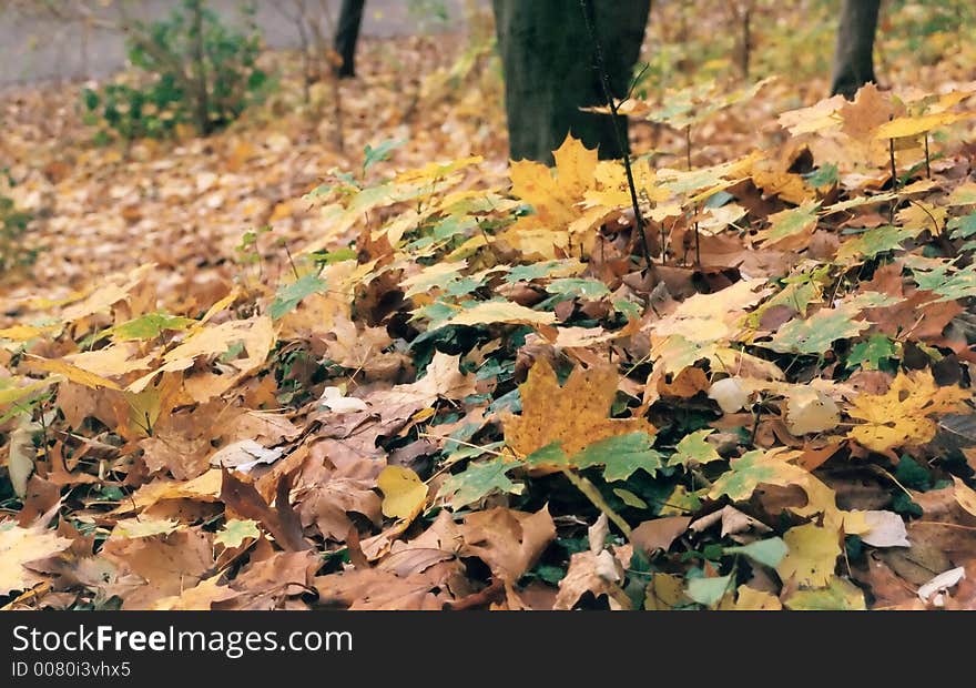 Yellow leaves fallen at a park. Germany 2004. Yellow leaves fallen at a park. Germany 2004