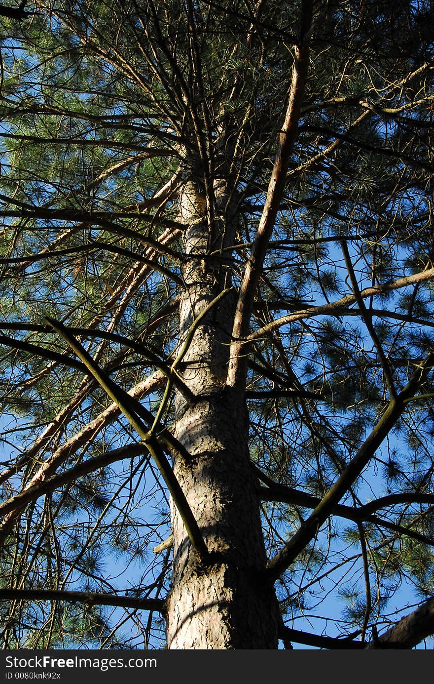 Looking up into the branches of a pine tree. Looking up into the branches of a pine tree