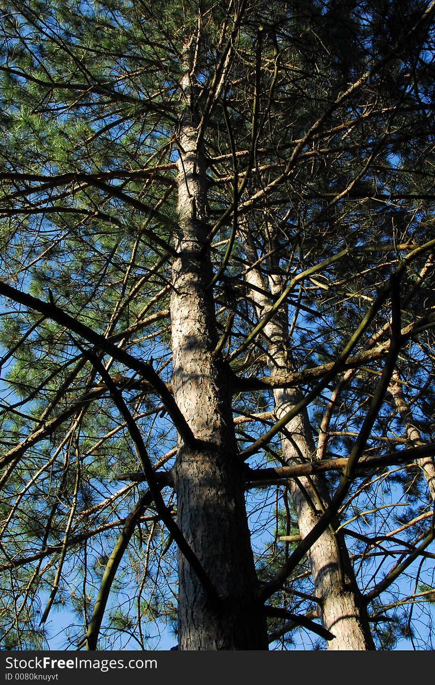 Looking up into the branches of a pine tree. Looking up into the branches of a pine tree