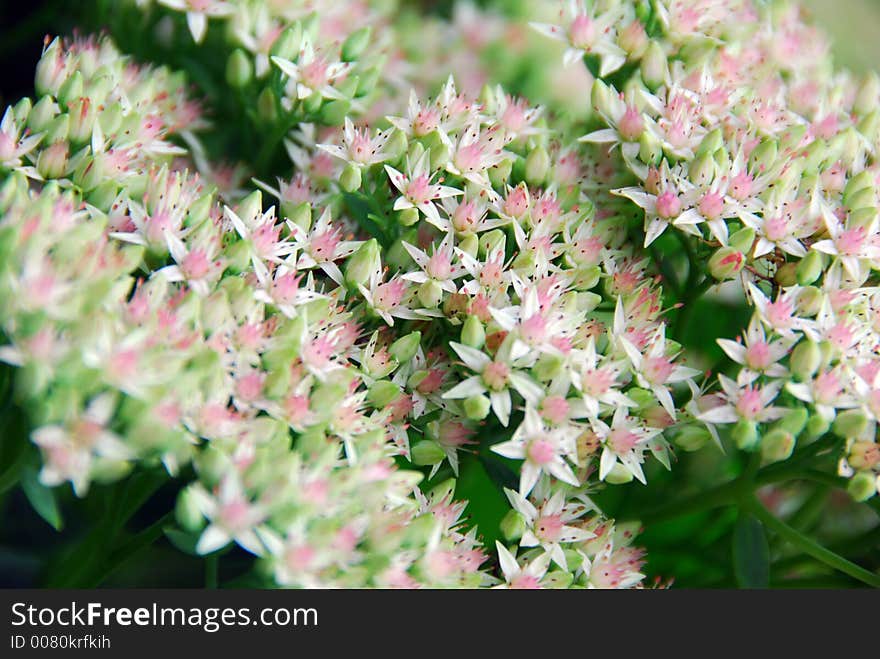 Tiny flowers