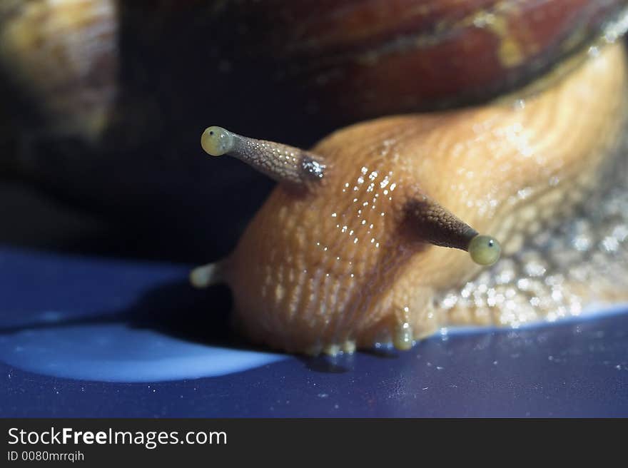 The large snail, close up