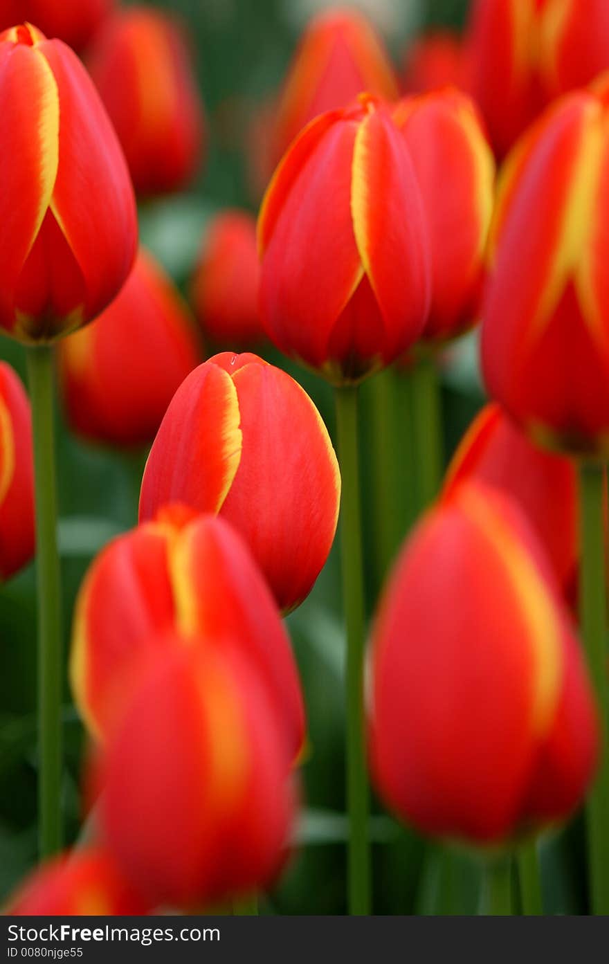 Field of colorful Dutch tulips. Field of colorful Dutch tulips