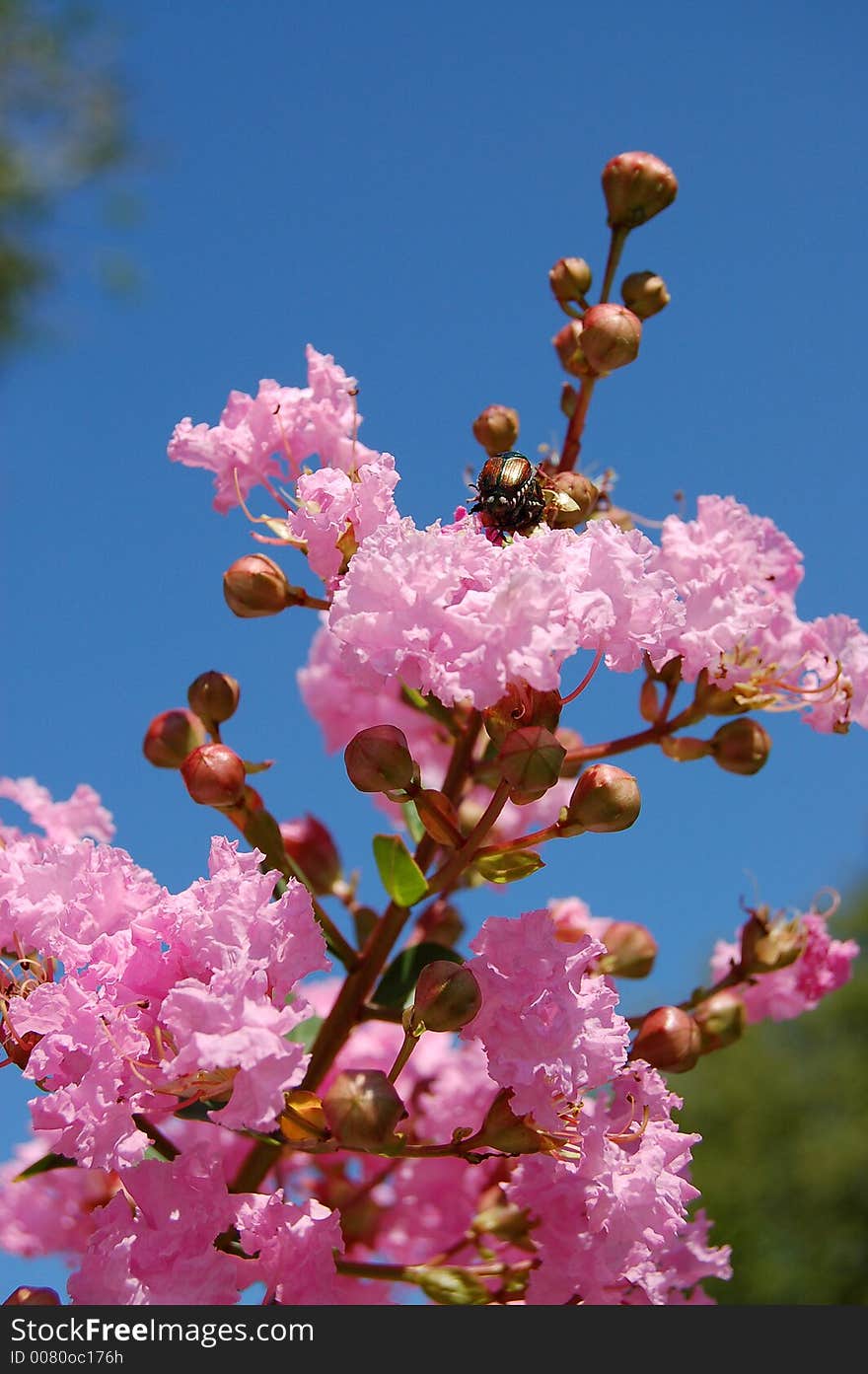 Pink flower