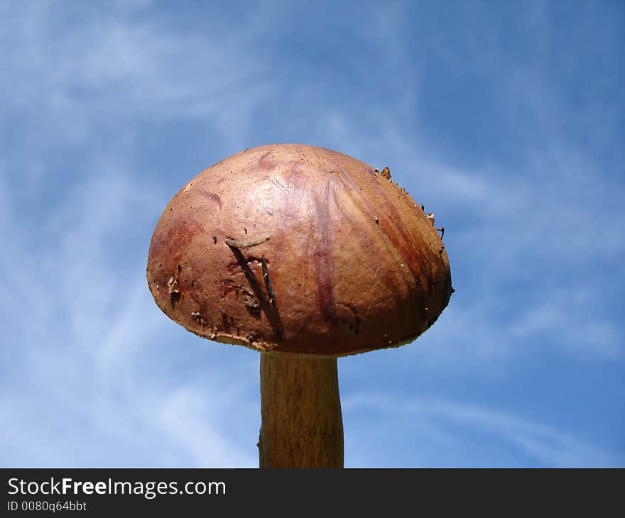 A delicious Mushroom in a background of shiny cloudy Sky. A delicious Mushroom in a background of shiny cloudy Sky.