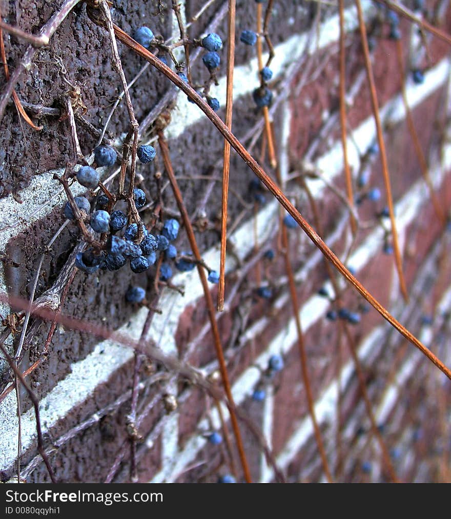 Blueberries