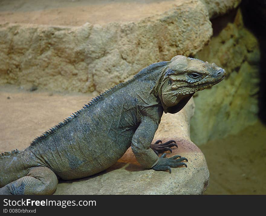 Iguana Rhinoceros