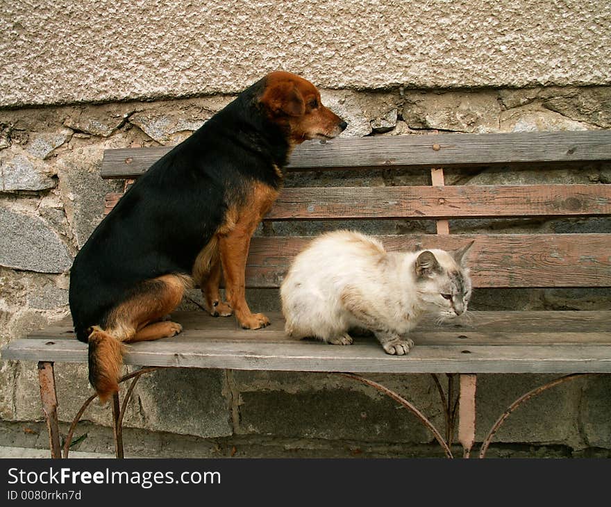 Cat and dog are waiting for meal. Cat and dog are waiting for meal