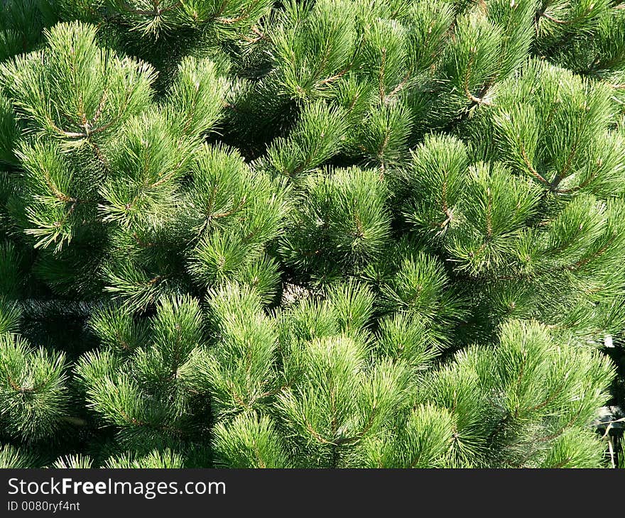 Big green christmas tree texture. Big green christmas tree texture