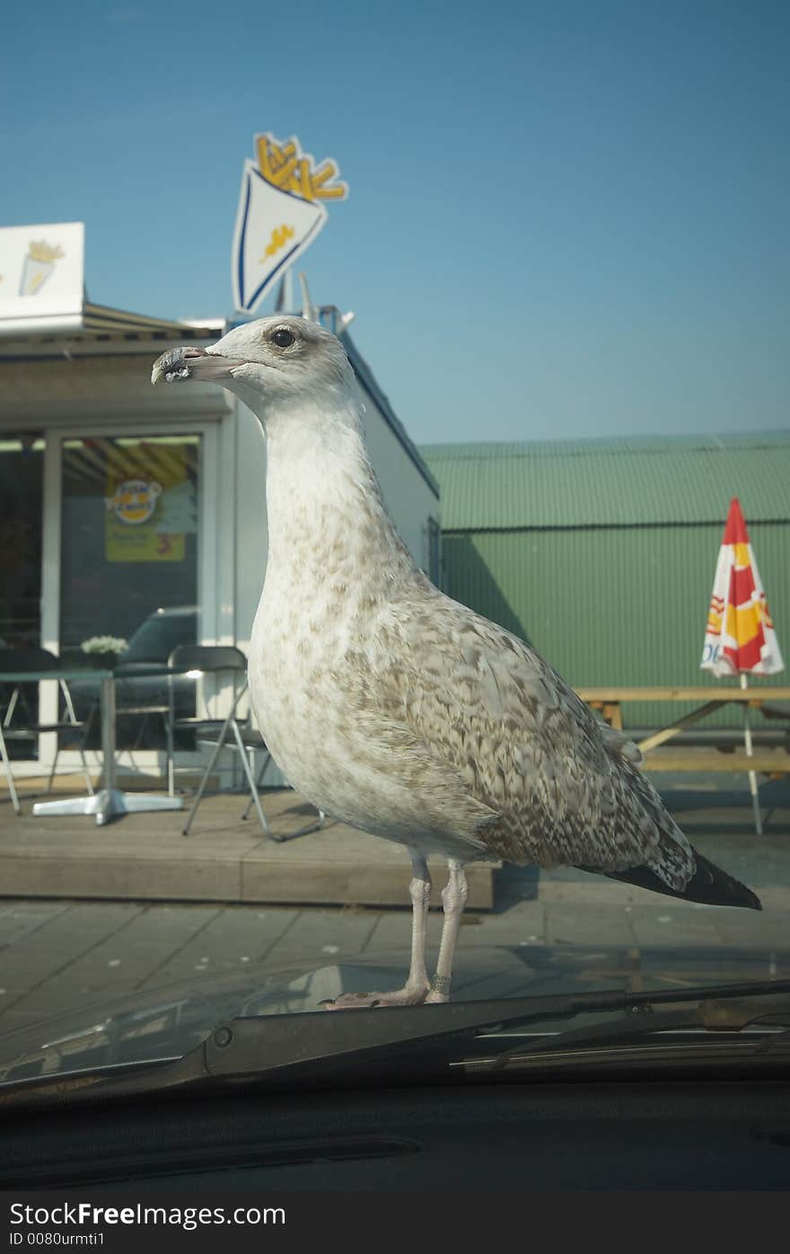 Seagull waiting on car to get some french fries (taken with a wide angle lens). Seagull waiting on car to get some french fries (taken with a wide angle lens)