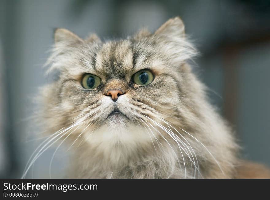 Beautiful but angry looking persian cat