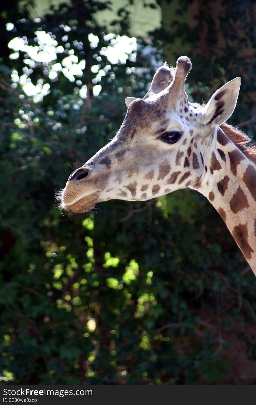 Giraffe Head