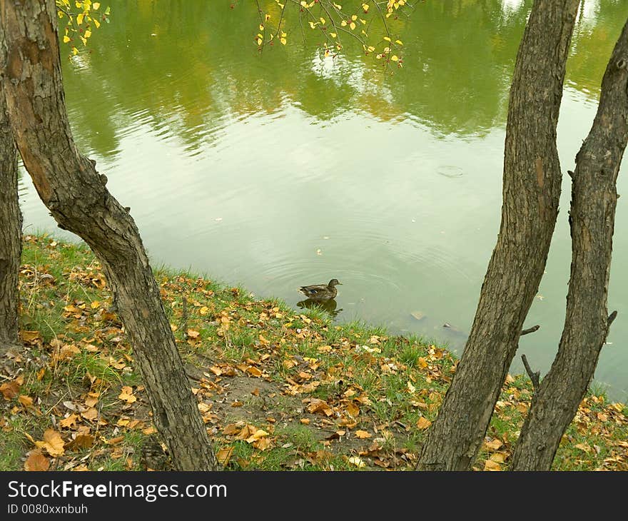 Lonely duck