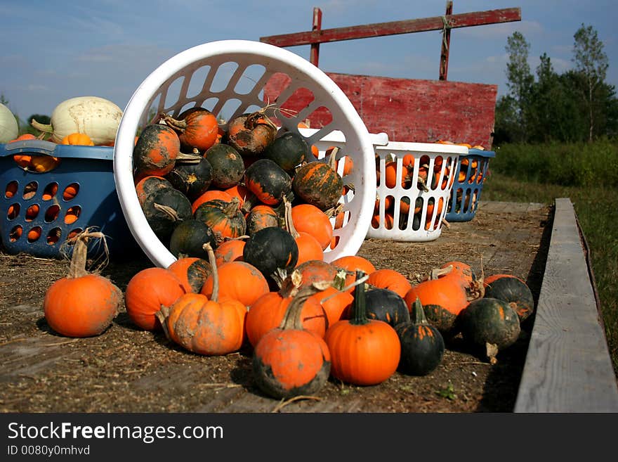 A wagon-full of pumpkins