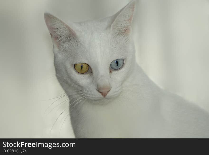 A blue and yellow-eyed cat in front of a white background.