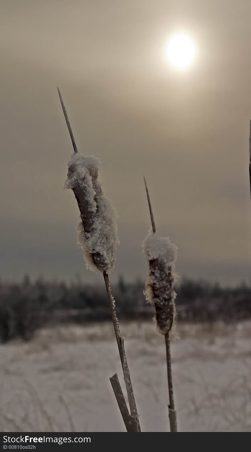 Frozen cat tails