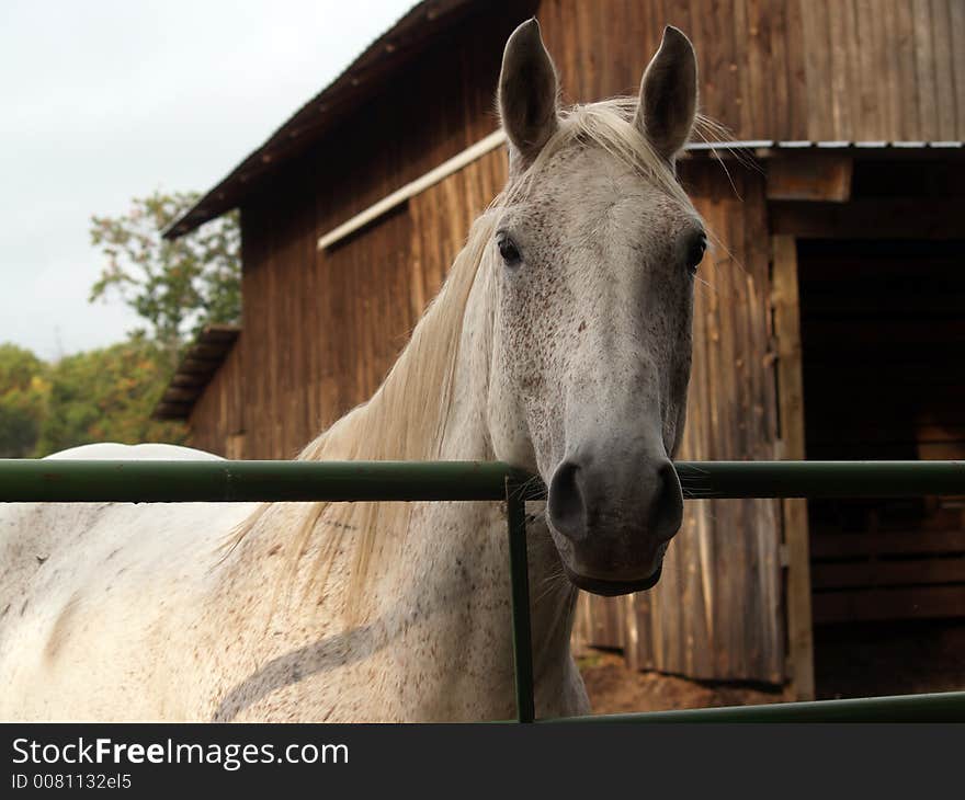 Greeting from Speckled White Horse. Greeting from Speckled White Horse