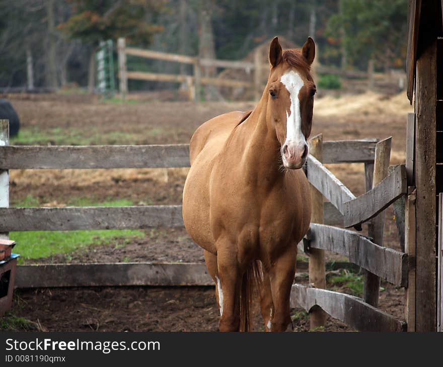 Chestnut Horse in Paddock