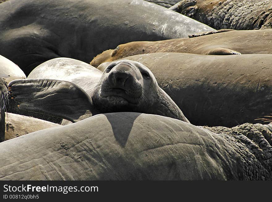 Female elephant seal amongst herd. Female elephant seal amongst herd