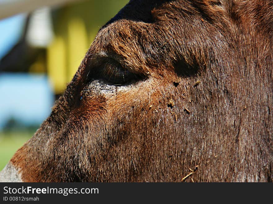 Close up of eye and lashes of a horse. Close up of eye and lashes of a horse.