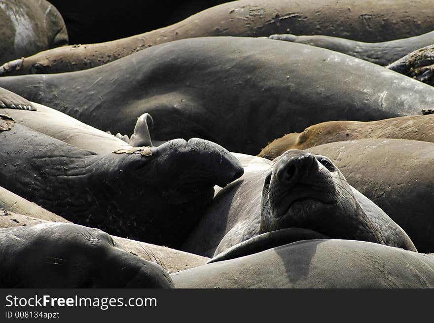 Female elephant seal lying amongst herd. Female elephant seal lying amongst herd