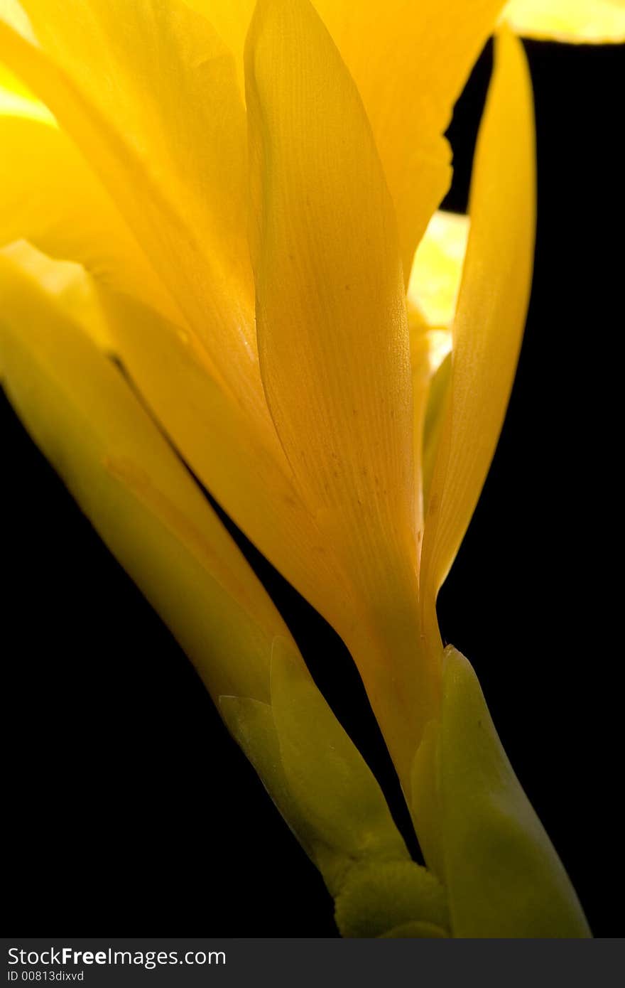 Yellow flower with black background