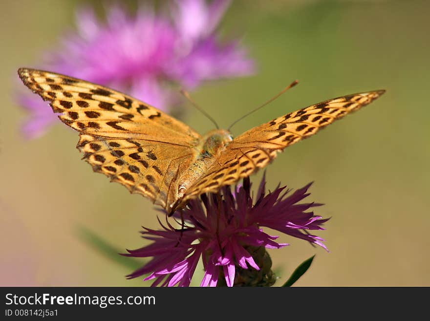 Silver-washed fritillary (Argynnis paphia). Silver-washed fritillary (Argynnis paphia)