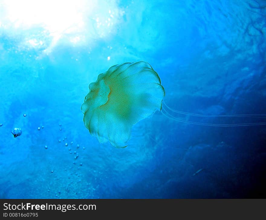 Jellyfish floating in midwater of clear blue visibility