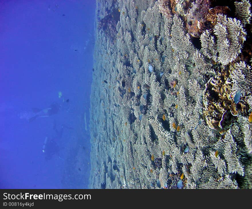 Healthy coral collection in blue water. Healthy coral collection in blue water