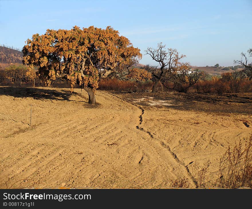 Oak tree in Alentejo, Portugal, after a forest fire. The land has been prepared for the instalation of a new crop. Oak tree in Alentejo, Portugal, after a forest fire. The land has been prepared for the instalation of a new crop.