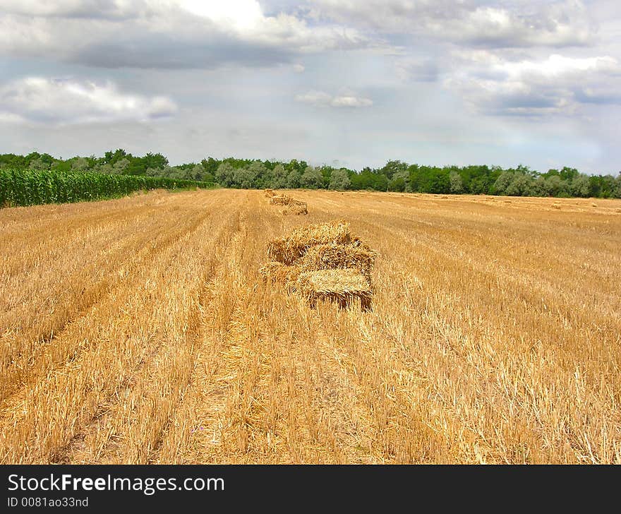 Huge yellow field with straw