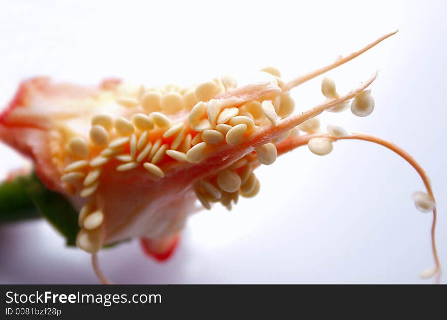 Seeds of the chilli pepper. Seeds of the chilli pepper