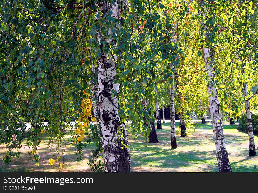 Beautiful red, golden and green leaves on birch trees. Beautiful red, golden and green leaves on birch trees