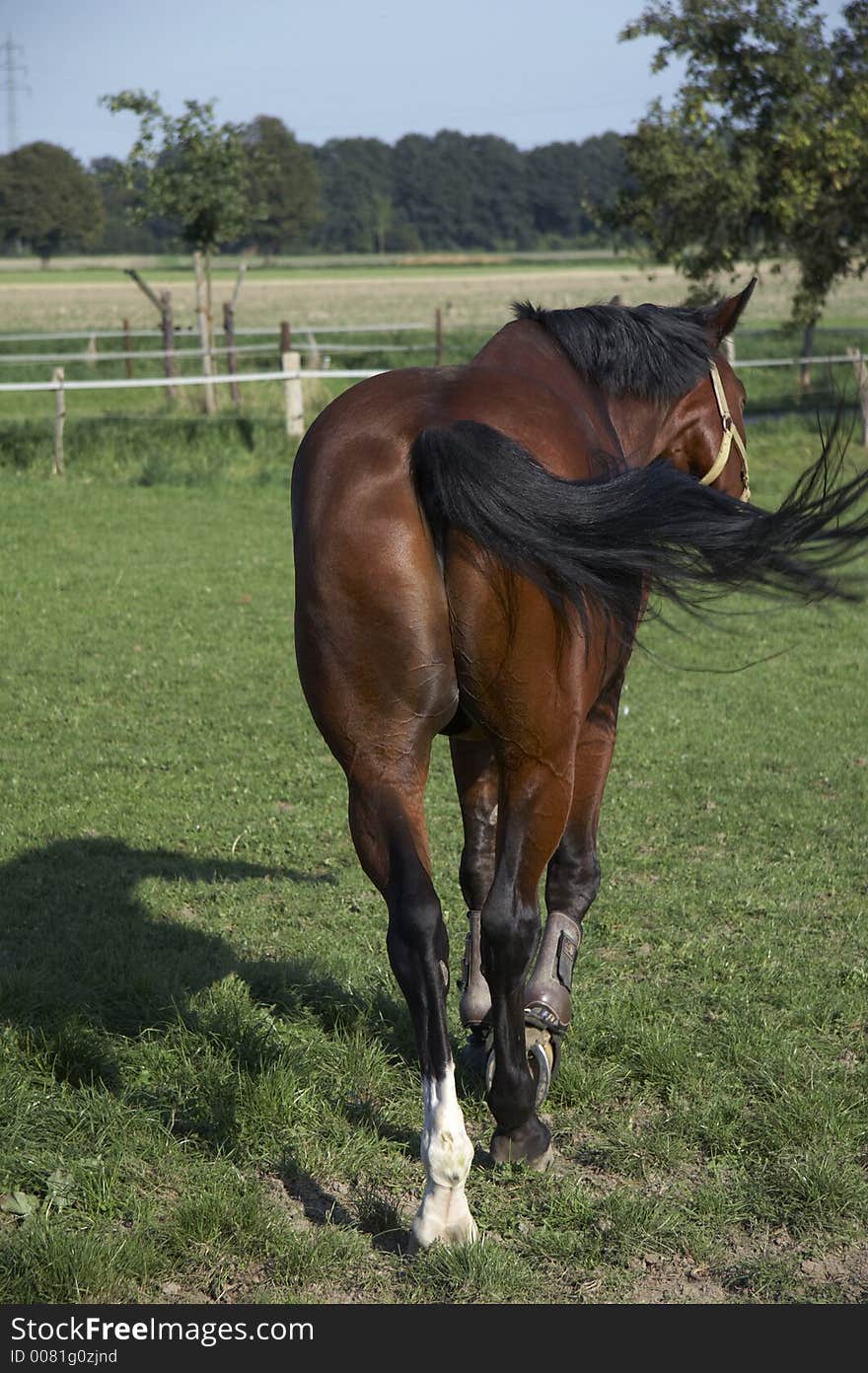 White and brown horses on the belt. White and brown horses on the belt