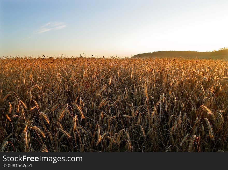 Agricultural autumn field