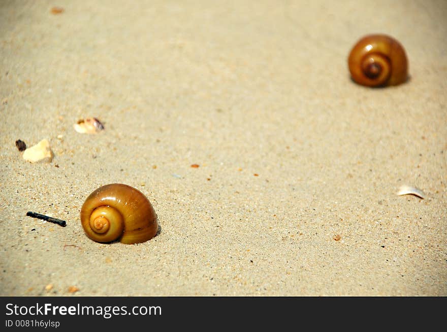 Beach and snails