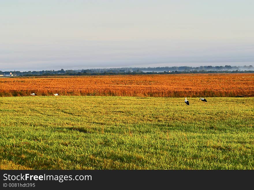 Agricultural autumn field, harvest, blue