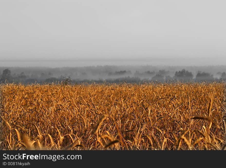 Agricultural autumn field