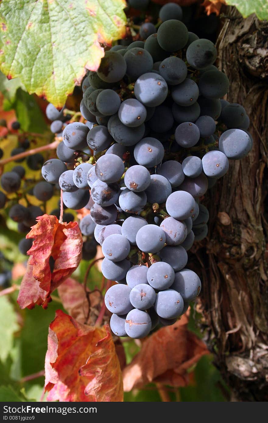 Ripe grape cluster surrounded by fall leaves. Ripe grape cluster surrounded by fall leaves