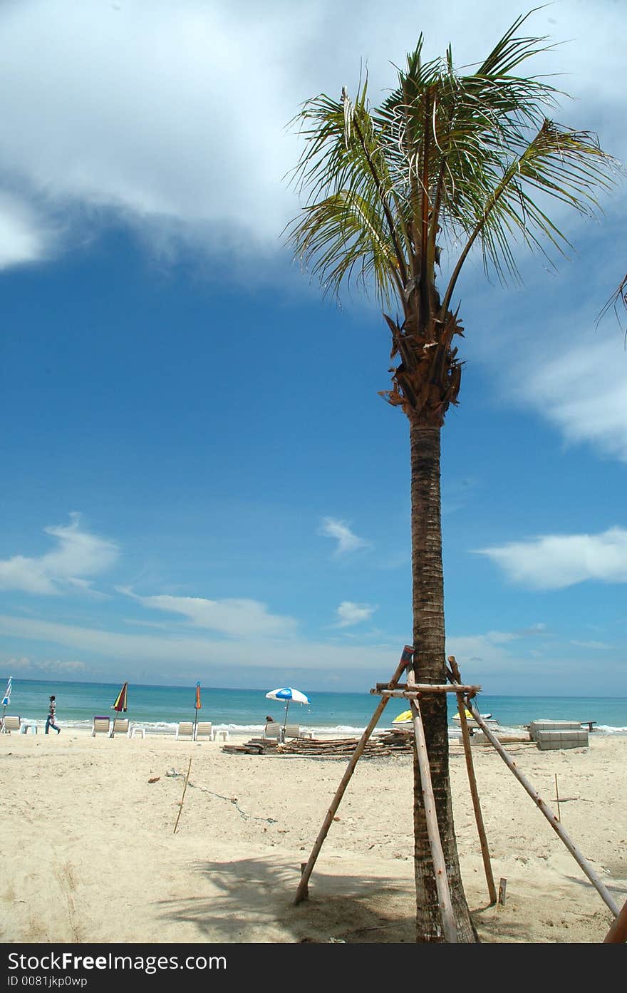 Beach And Palmtree